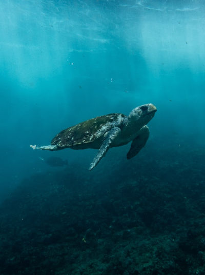 Endangered Loggerhead Turtle